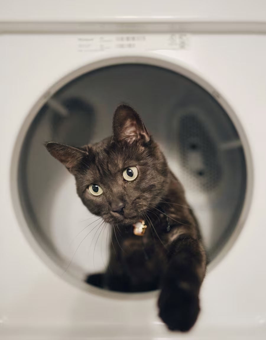 Lave-linge reconditionnés populaires