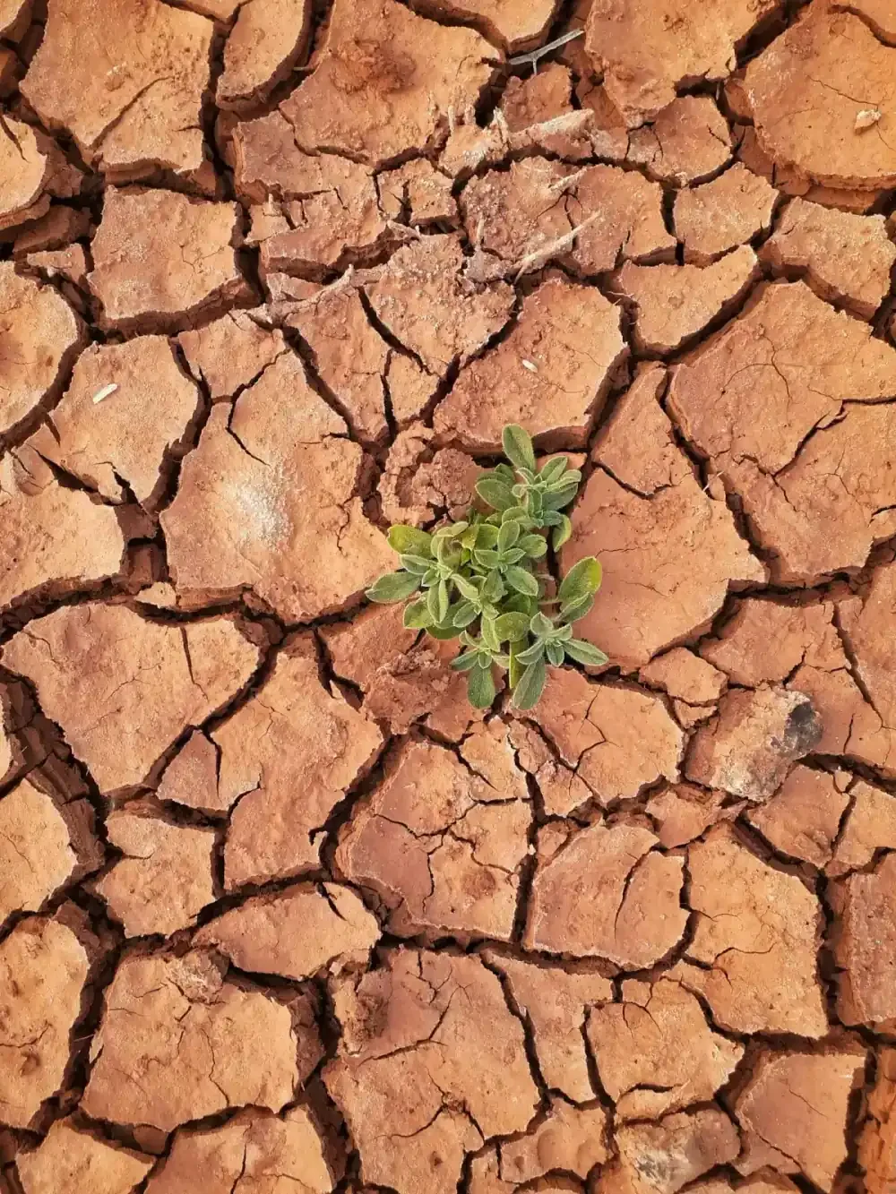 réchauffement climatique : terre sêche